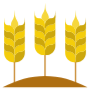 Wheat Grains Plant Farm free icon for commercial use