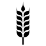 Wheat Grains Rye Black free icon for commercial use